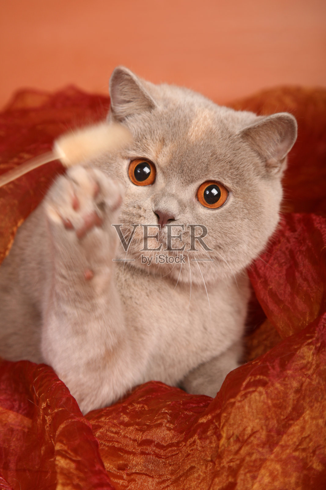 英国银灰色的猫在红色的纺织品上玩玩具照片摄影图片