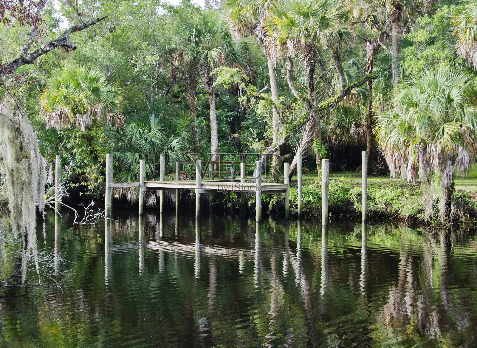 河口生长的热带植物照片摄影图片