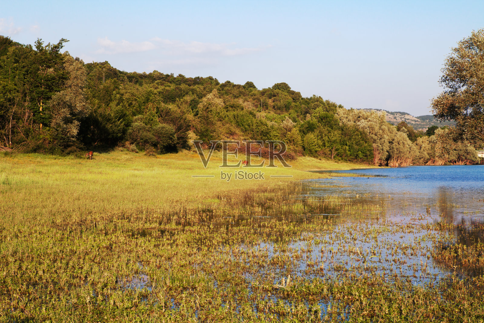 阿布鲁佐国家公园的鹿群景观照片摄影图片