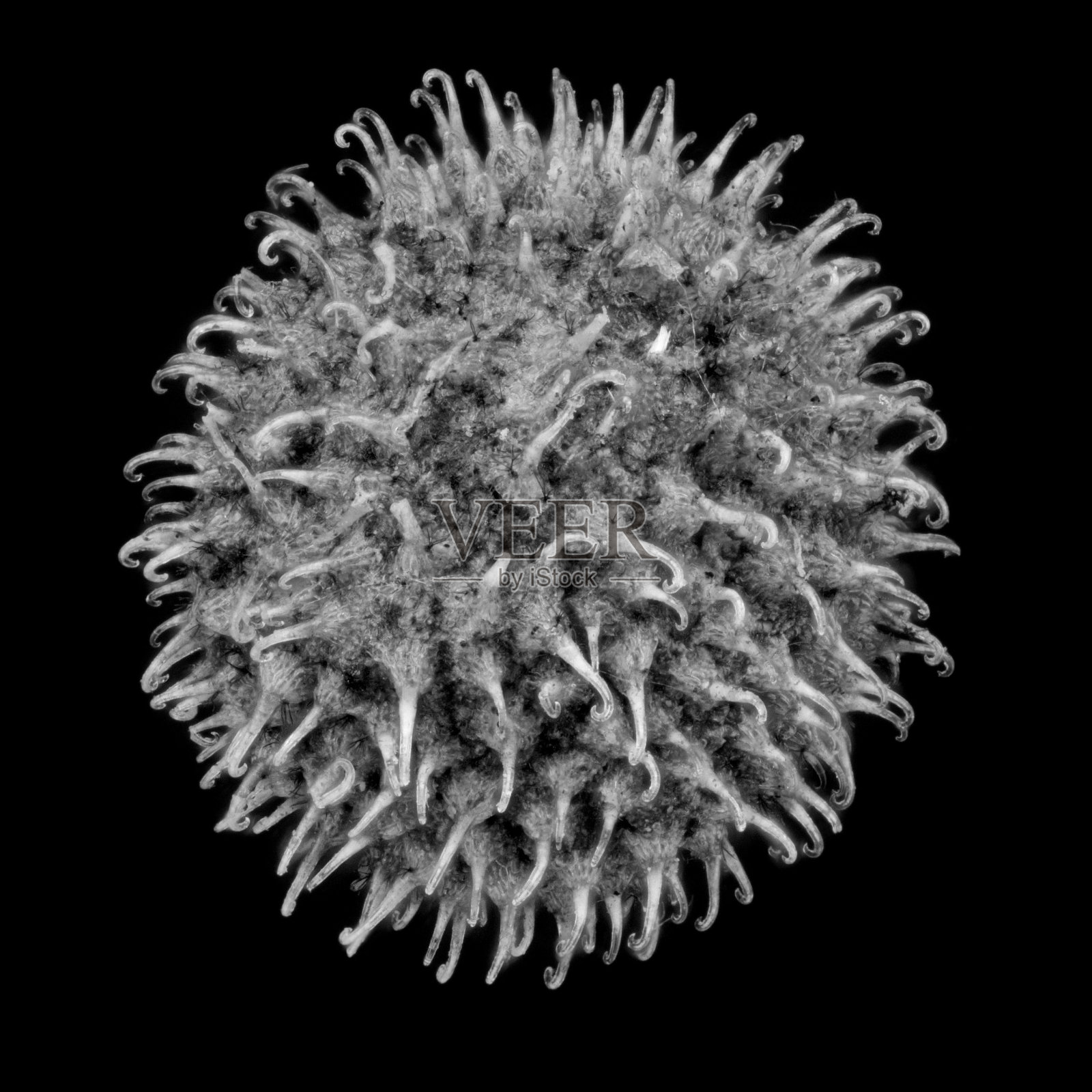 切肉刀 - Galium aparine 水果照片摄影图片