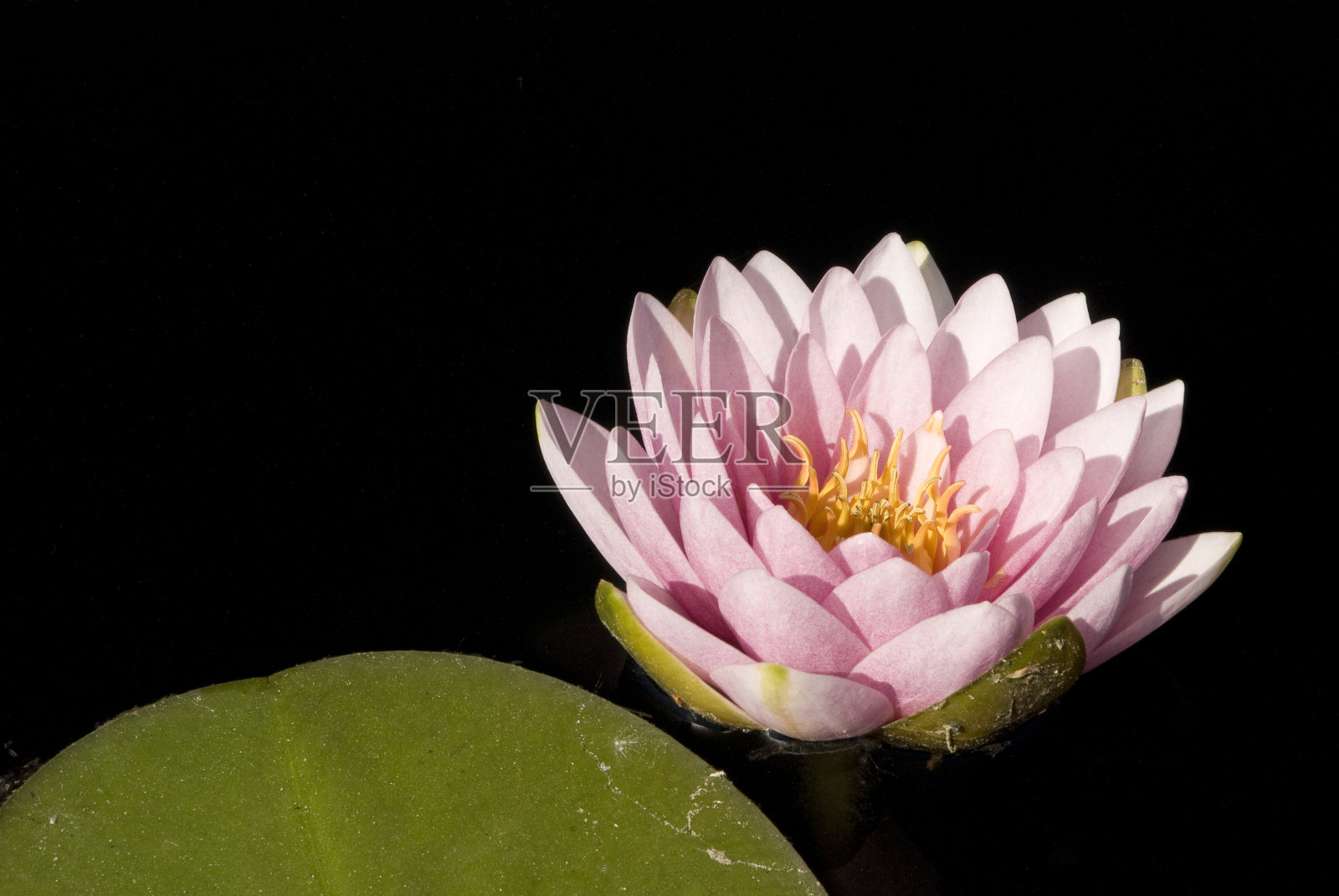 戏剧性的睡莲照片摄影图片