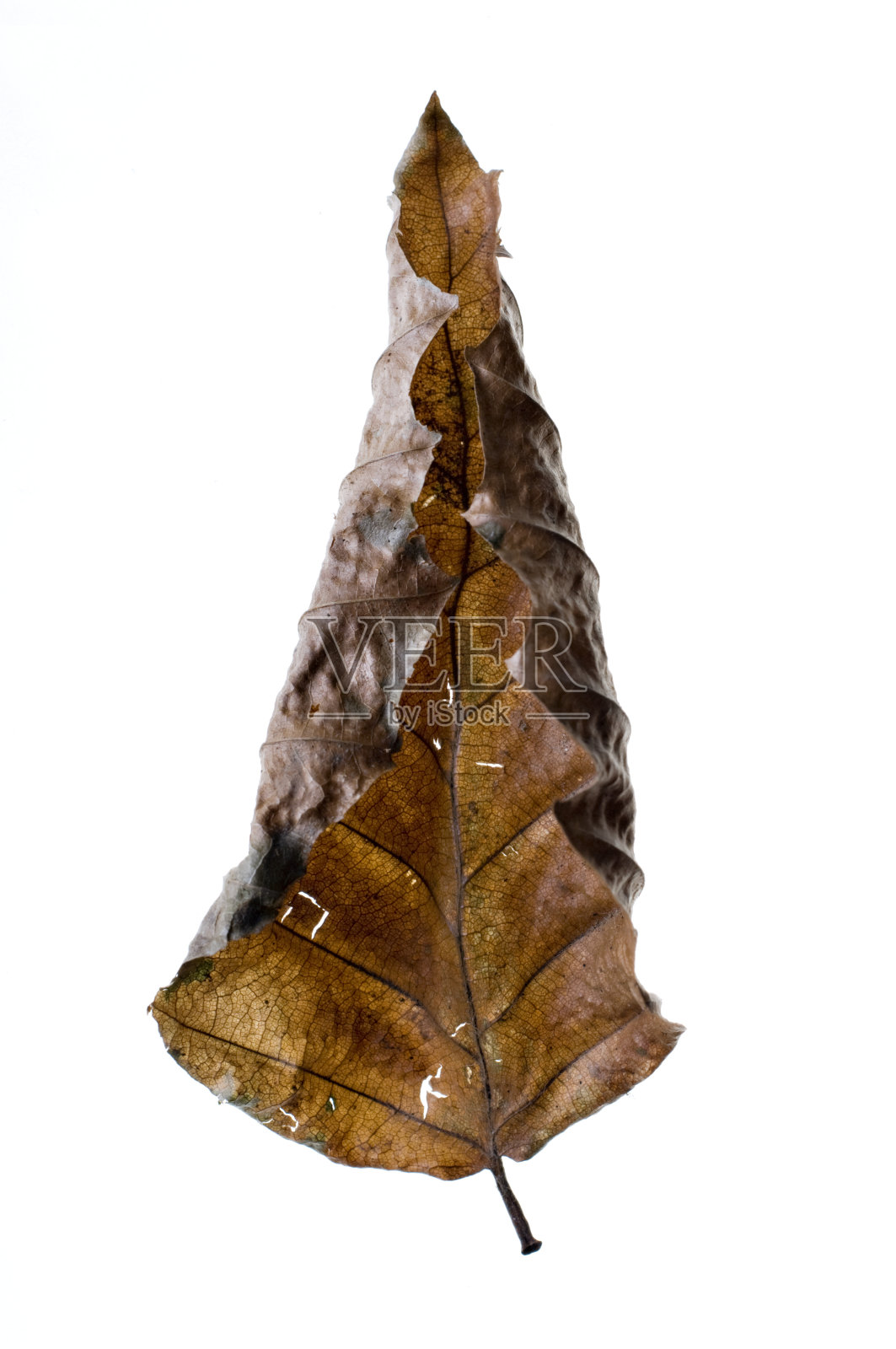 干棕褐色叶照片摄影图片