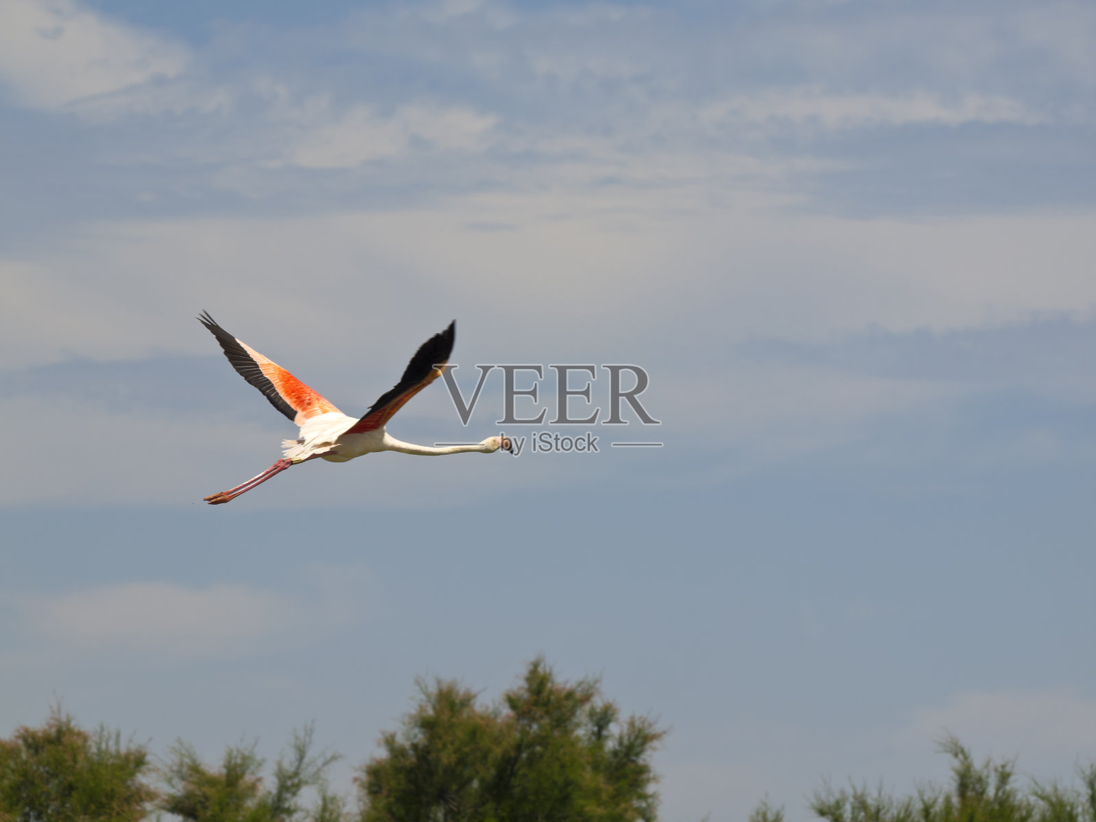 火烈鸟照片摄影图片