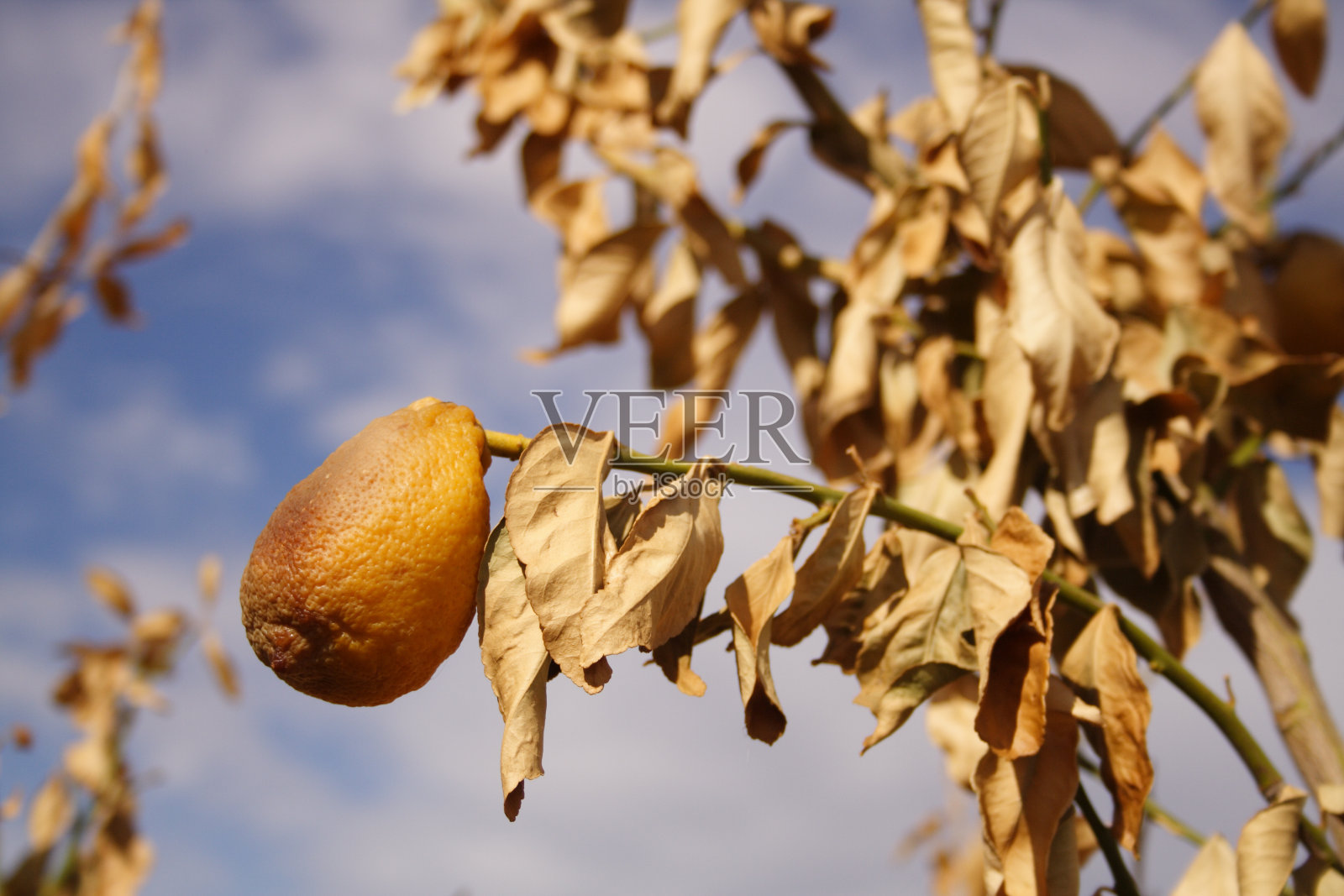 被宠坏的水果照片摄影图片