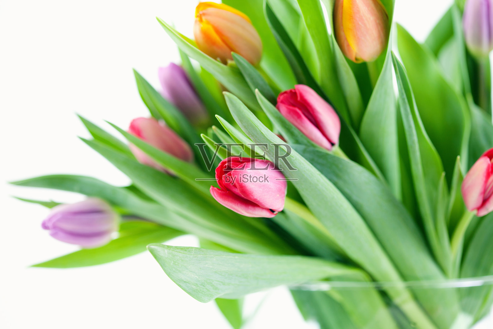 春天的郁金香照片摄影图片