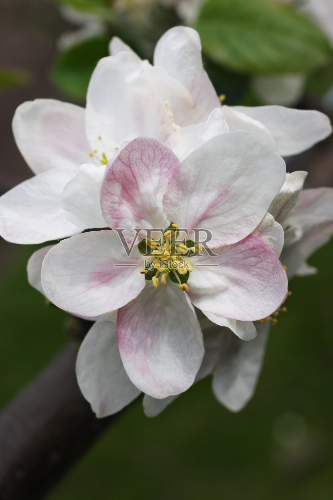 苹果花盛开-苹果照片摄影图片