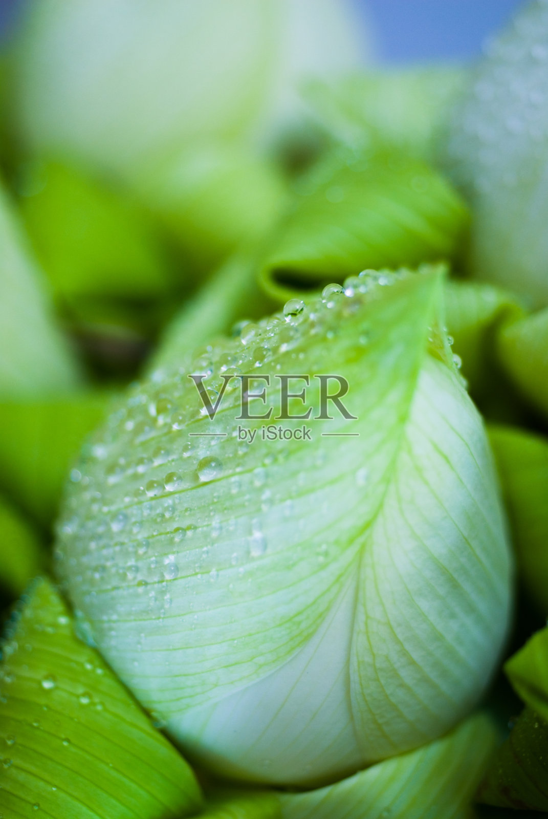 莲花芽照片摄影图片