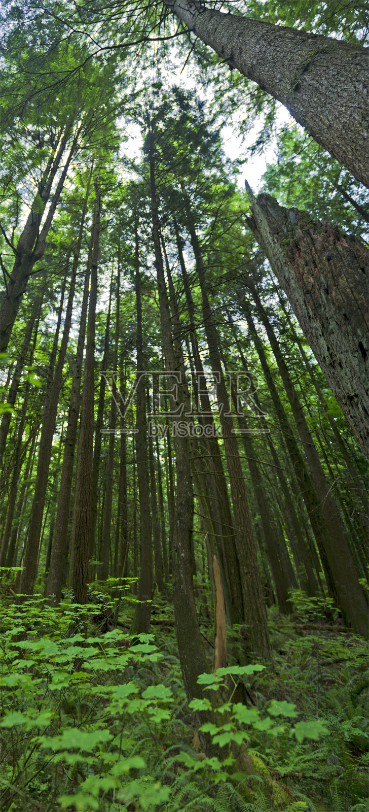 高大的树木照片摄影图片