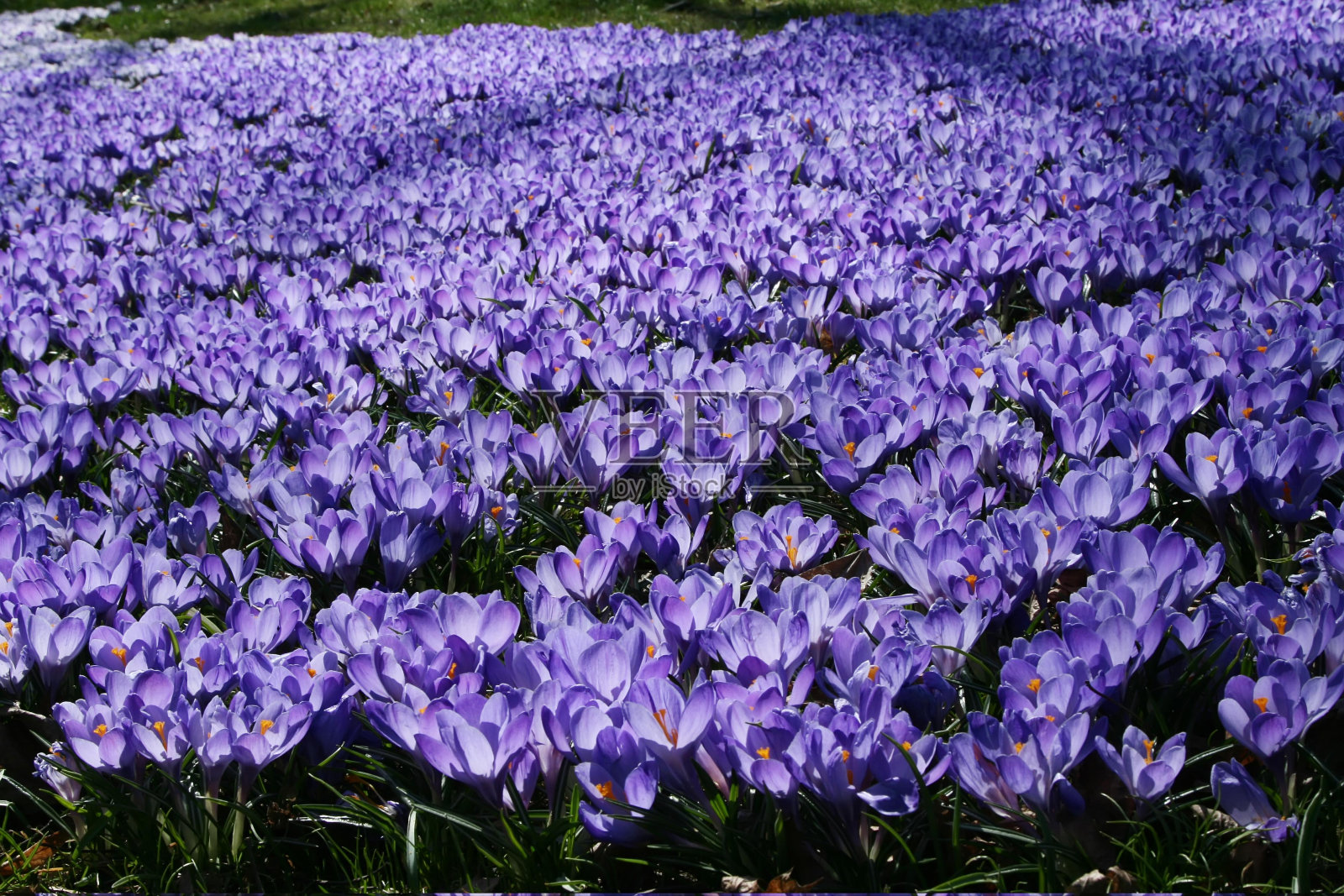 春天蓝色藏红花的背光田野。照片摄影图片