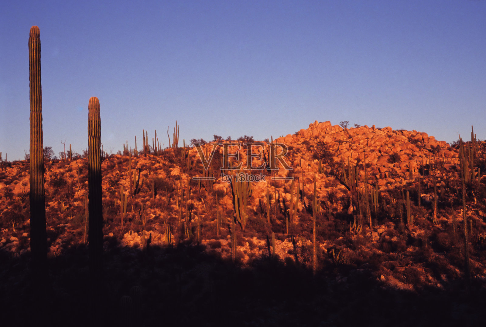 金色沙漠照片摄影图片