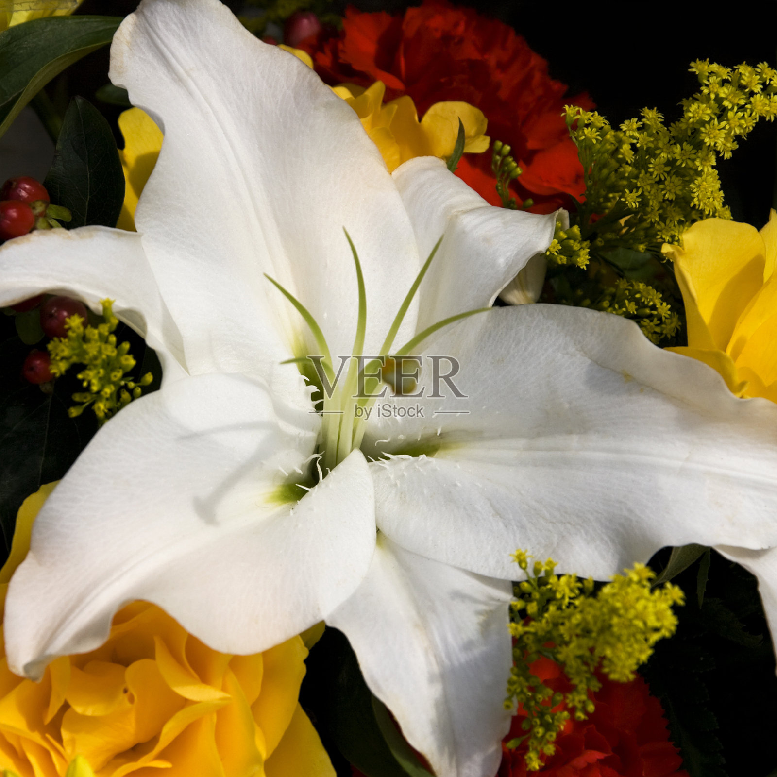 一个白色的百合花照片摄影图片