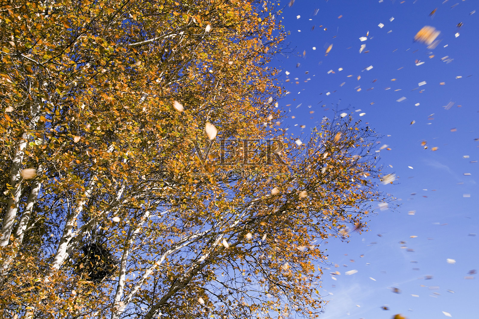 美丽的秋天照片摄影图片