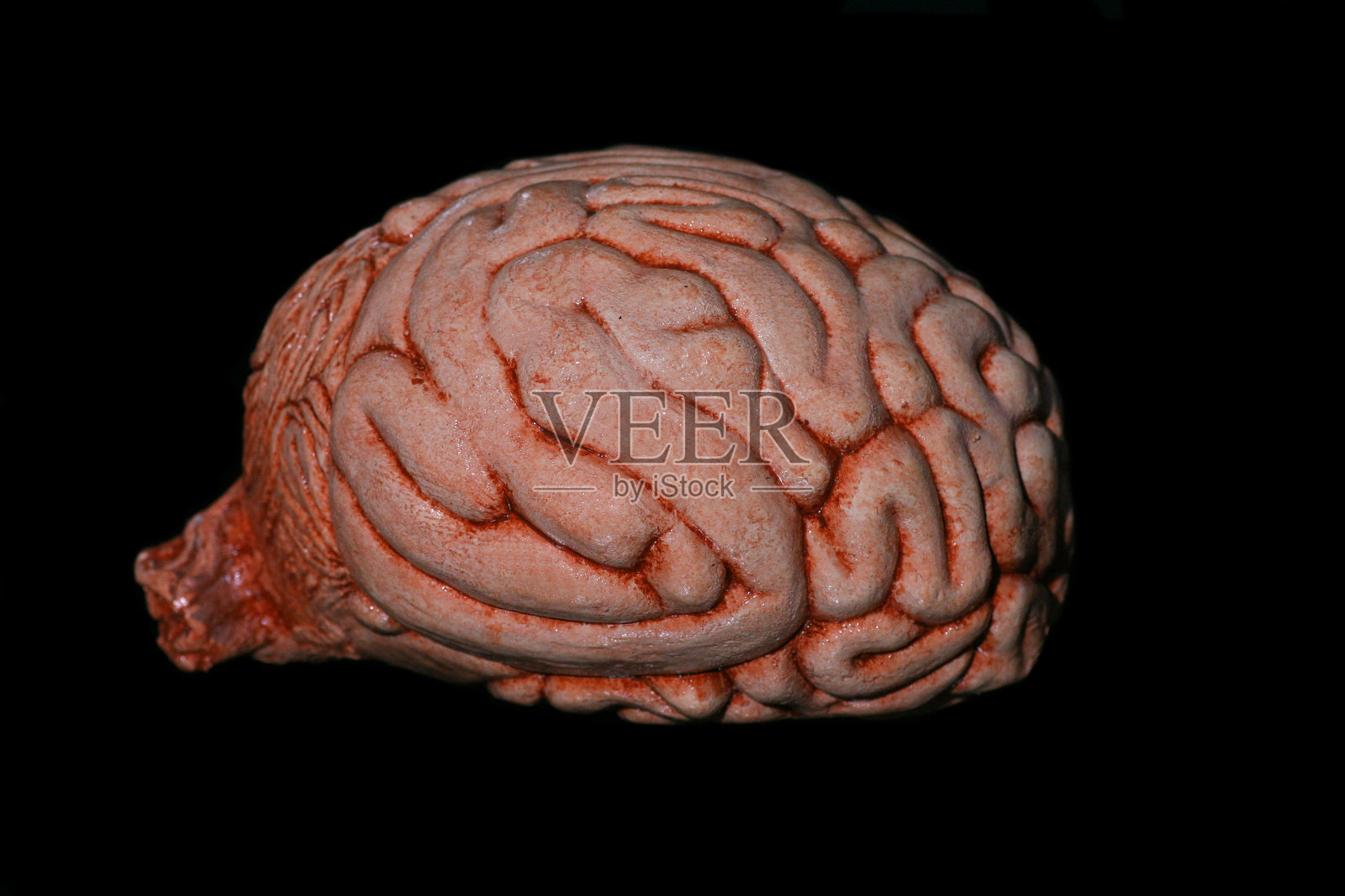 大脑在黑色照片摄影图片