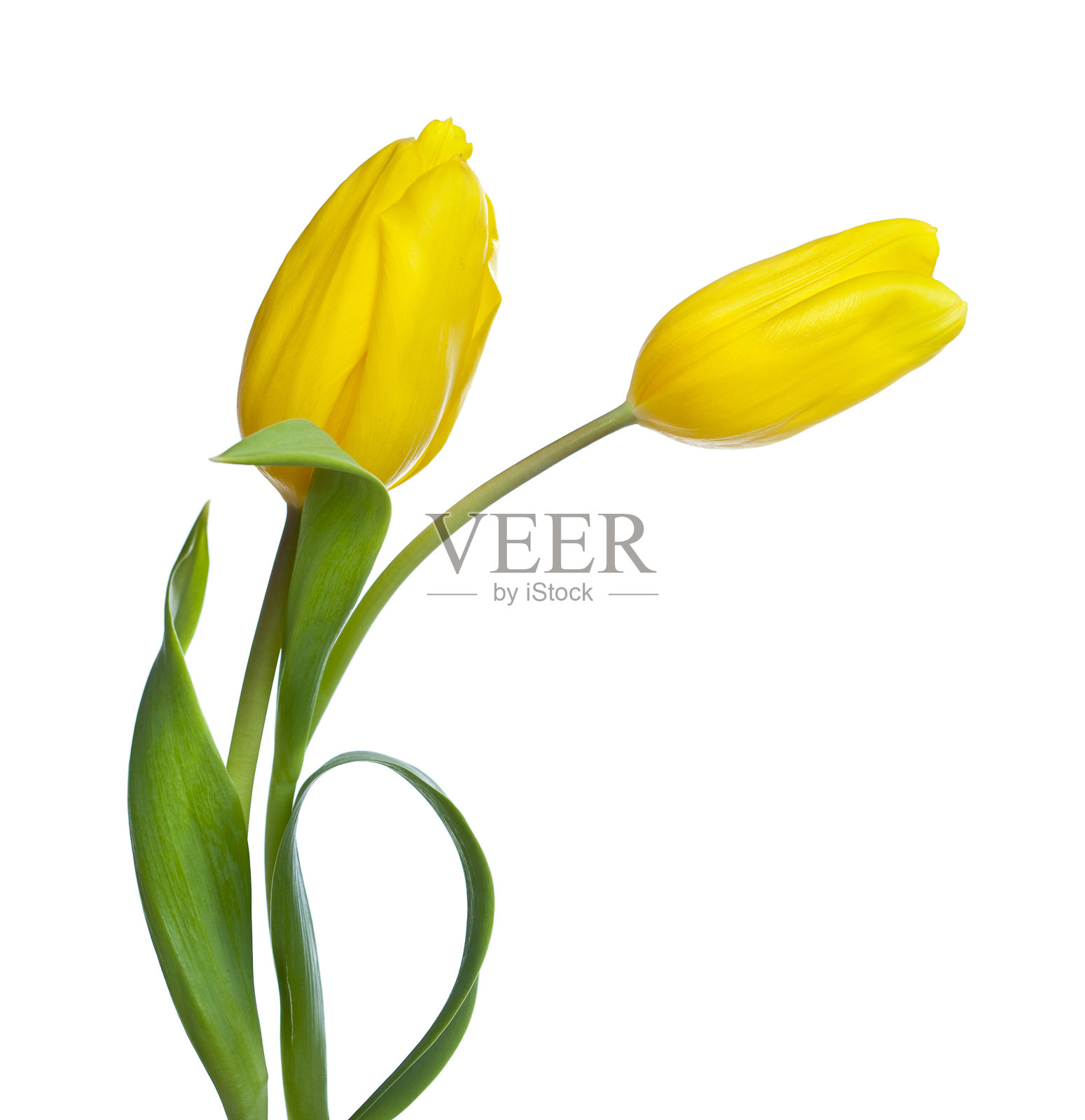 两株黄色的郁金香孤立在白色的上面照片摄影图片
