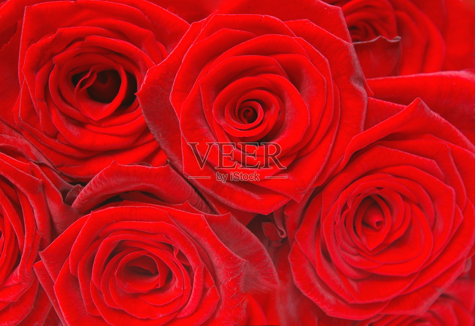 打红玫瑰照片摄影图片