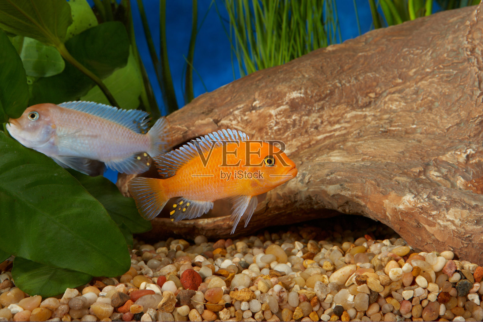 热带水槽中的马拉维慈鲷呈橙色和白色照片摄影图片