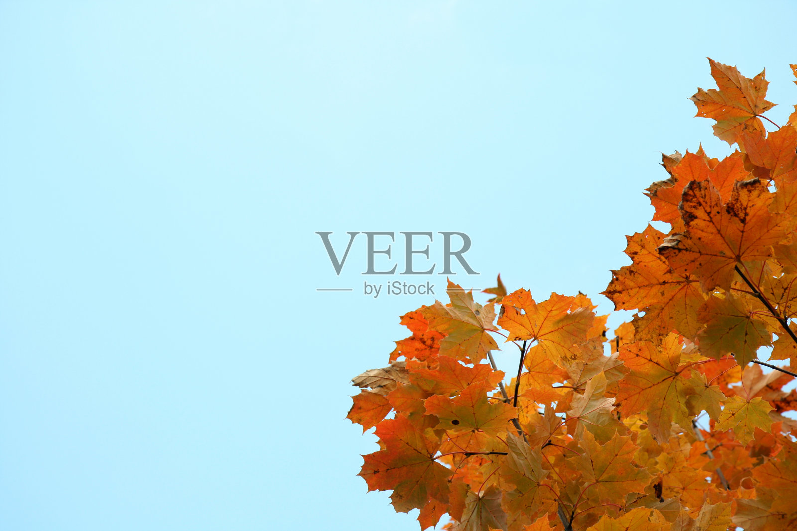 红色的枫叶照片摄影图片