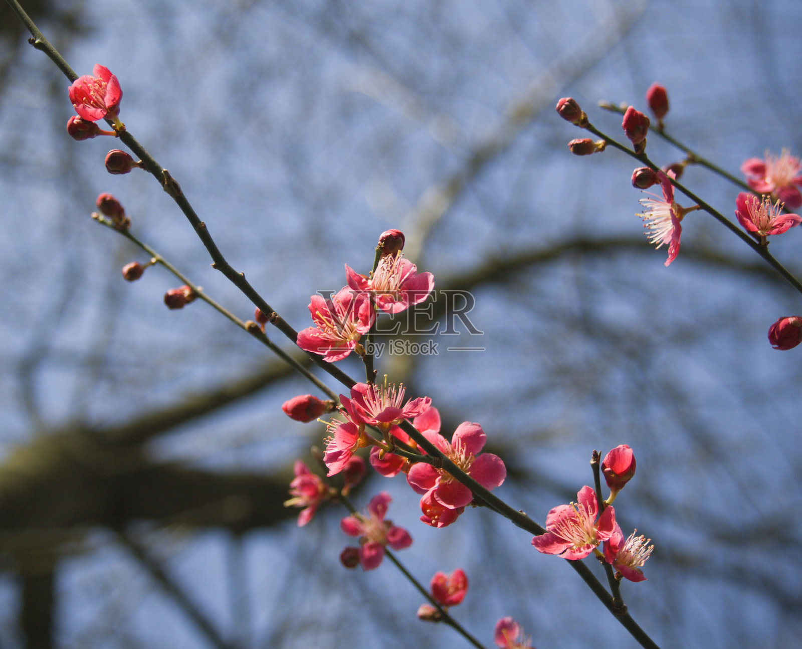 深粉色的花。照片摄影图片
