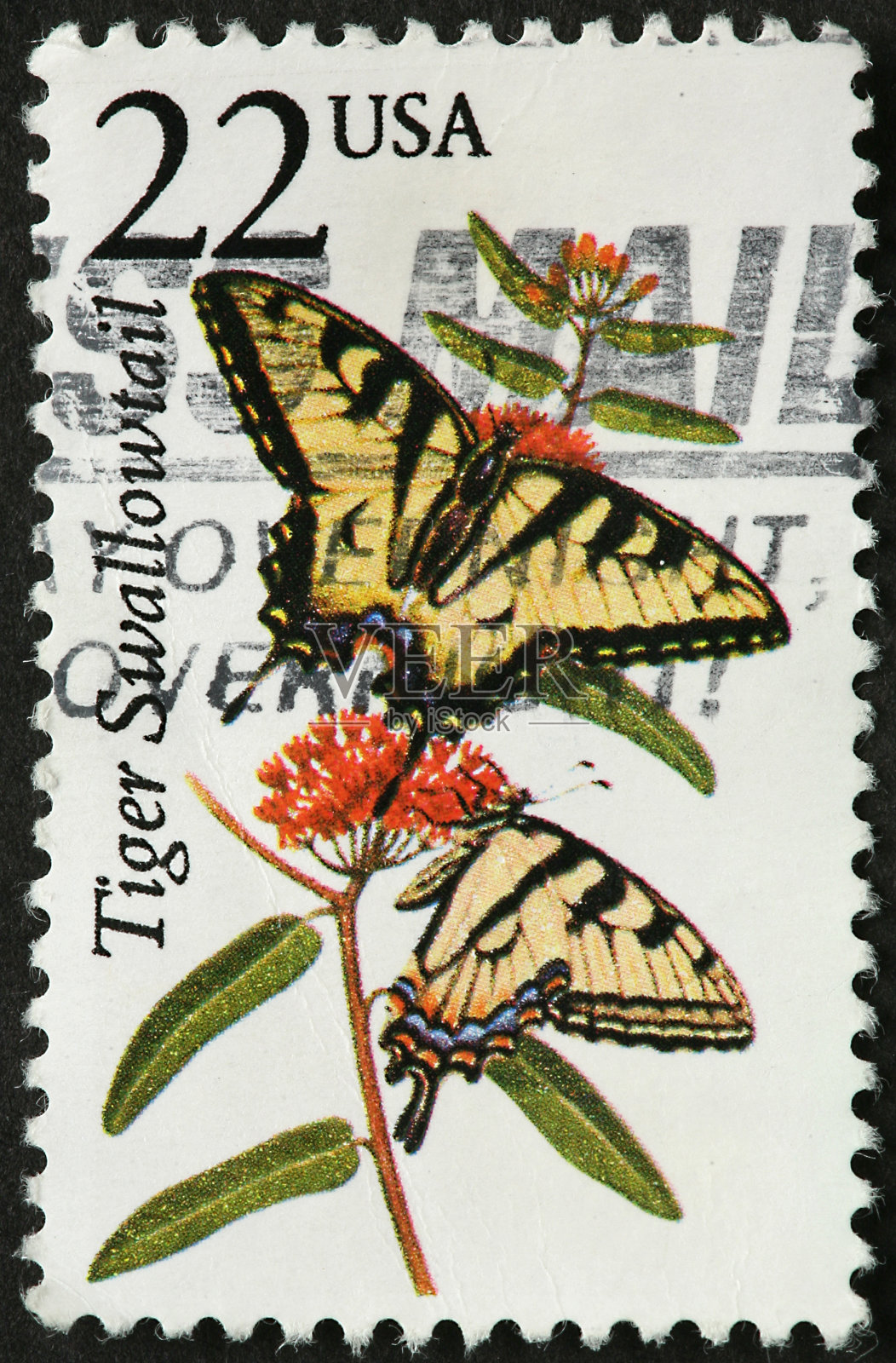 虎凤蝶照片摄影图片