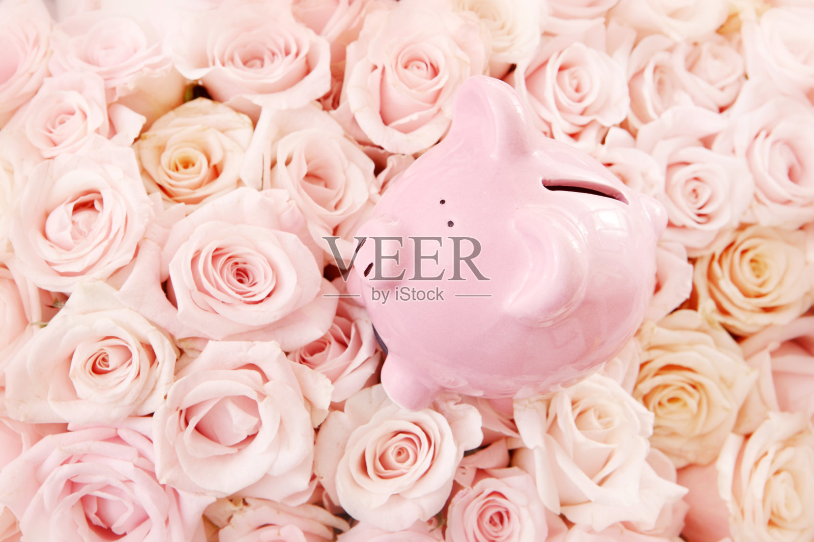 粉红玫瑰和小猪照片摄影图片