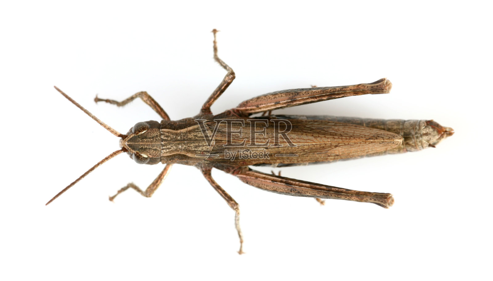 蚱蜢照片摄影图片