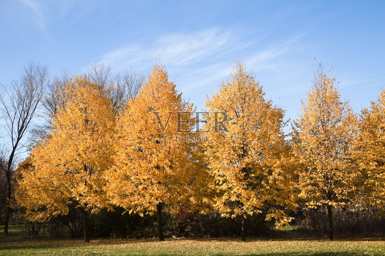金黄色的树排成一排照片摄影图片