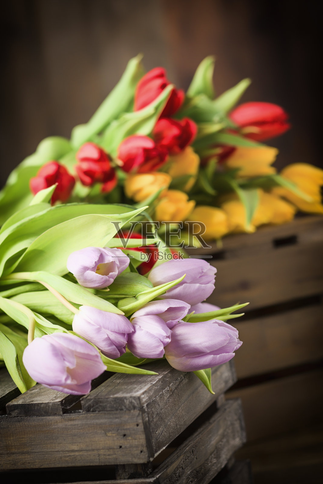 郁金香照片摄影图片