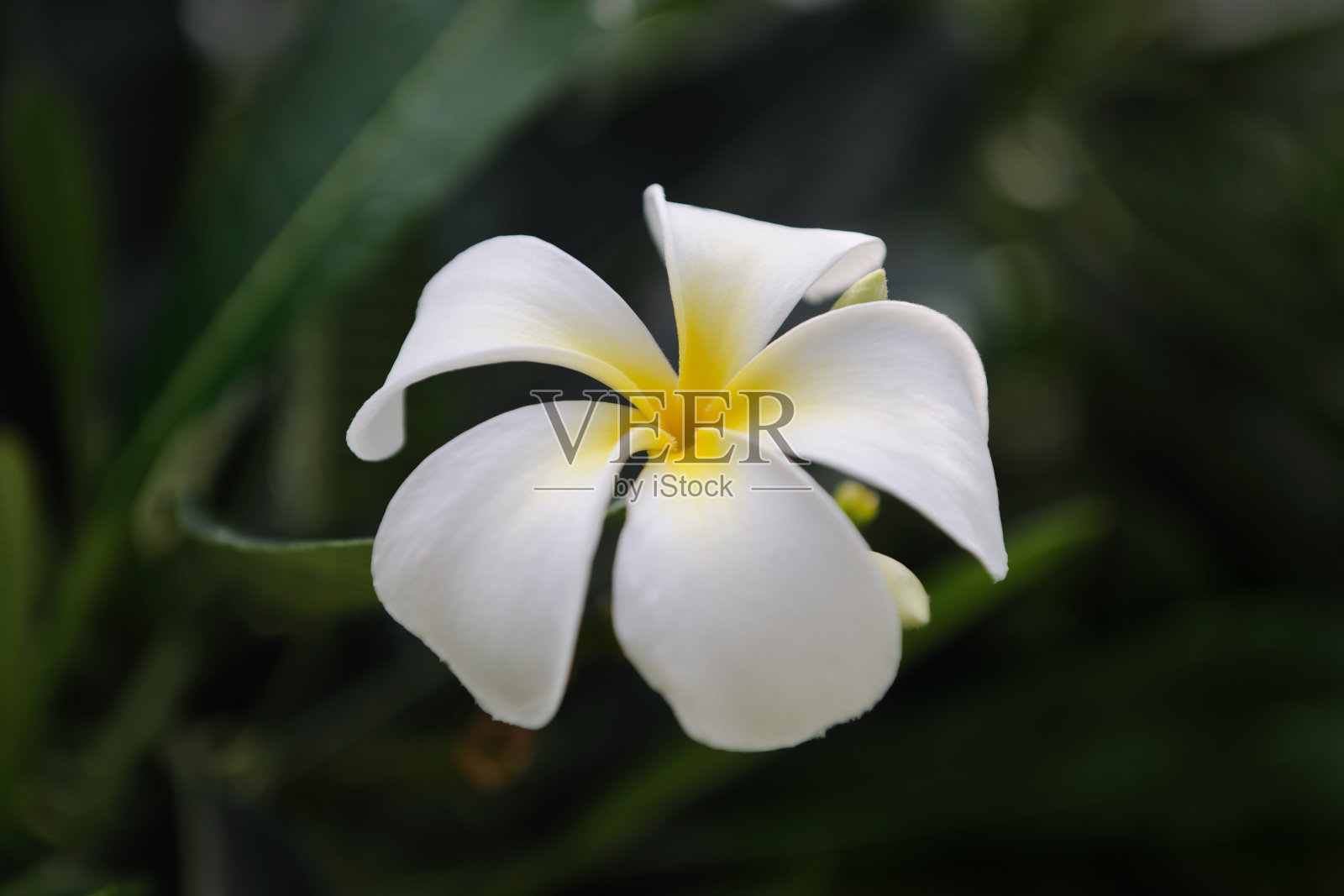 大自然之美-鸡蛋花(XXXL)照片摄影图片