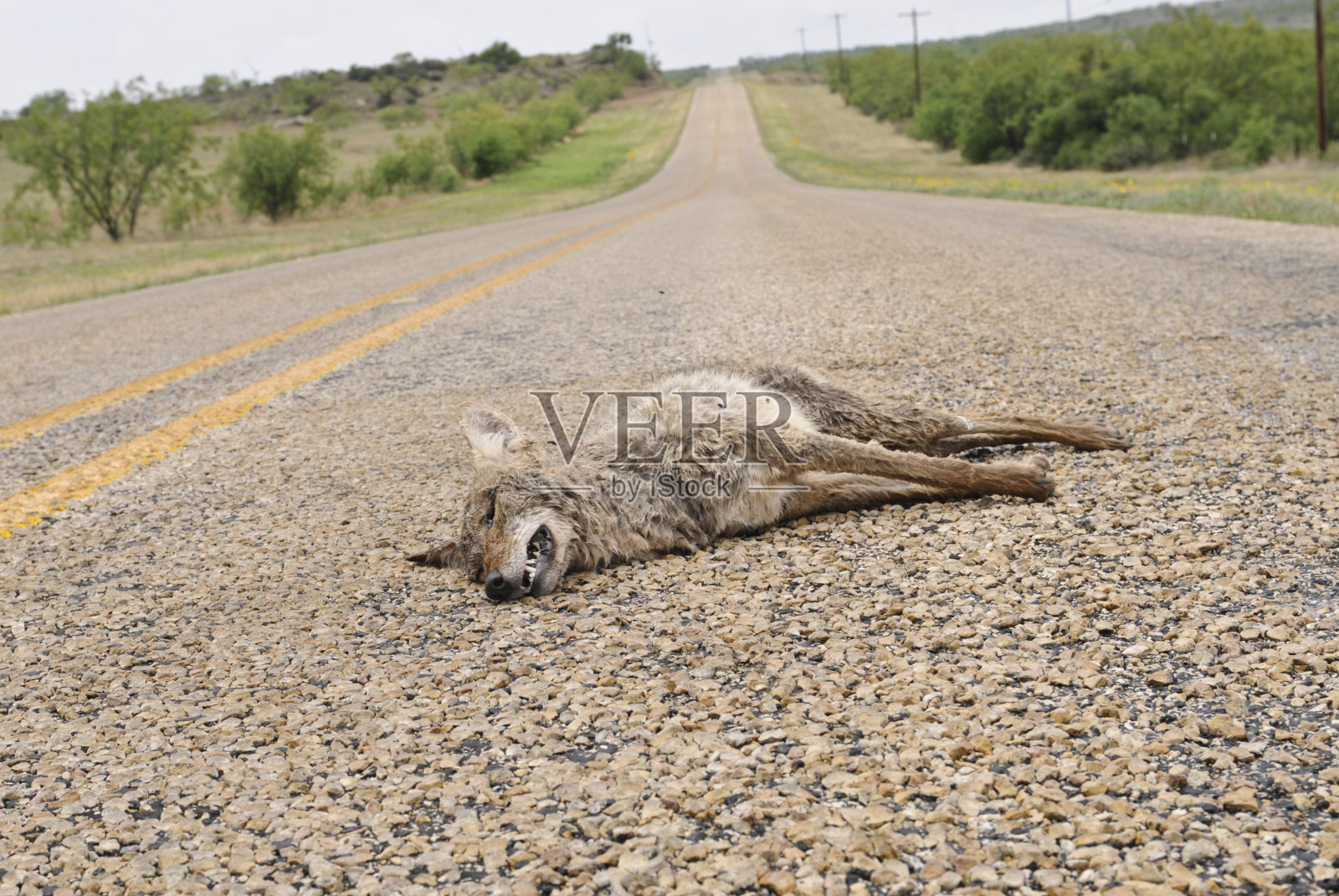德州乡村公路上的郊狼尸体照片摄影图片