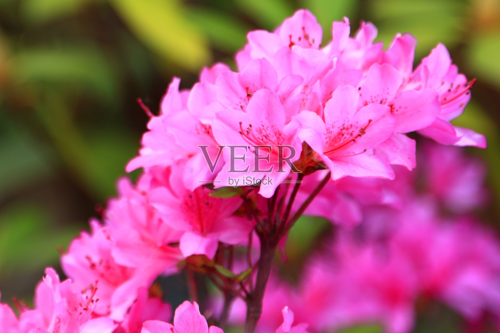 盛开的紫色的杜鹃花照片摄影图片