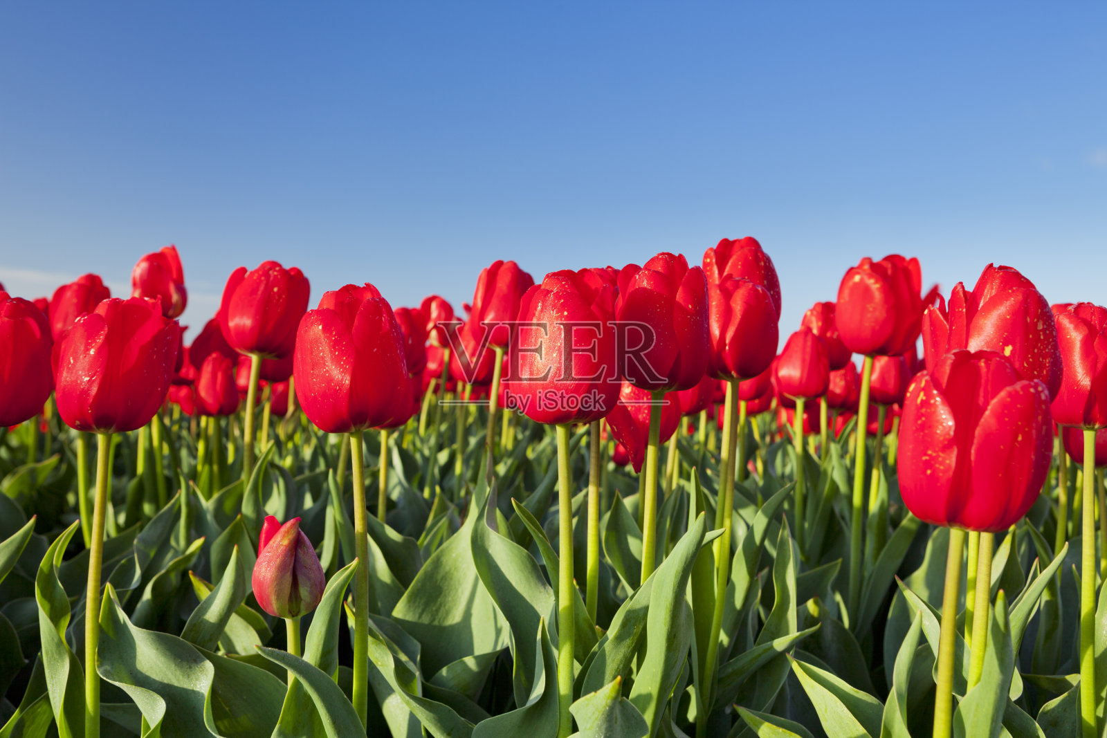 红色的郁金香和湛蓝的天空，低角度照片摄影图片
