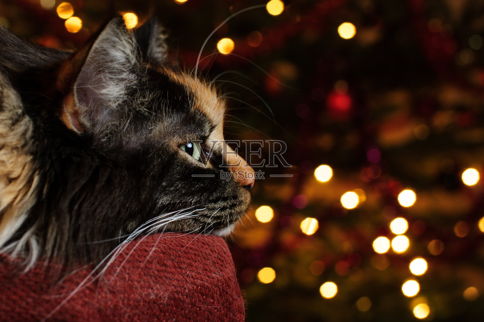 放松的缅因猫与散焦灯光照片摄影图片