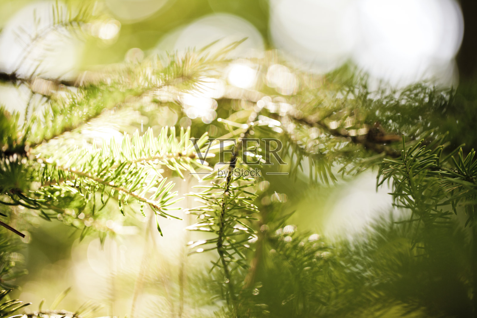 常绿照片摄影图片