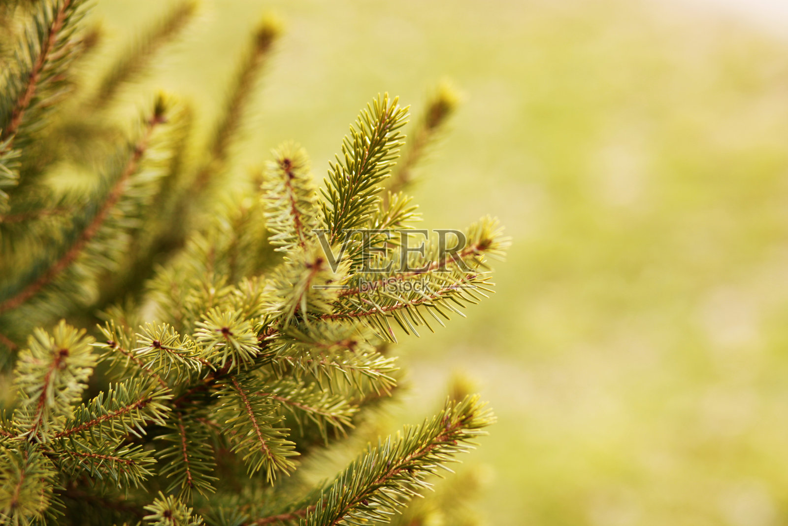 冷杉树的分支照片摄影图片