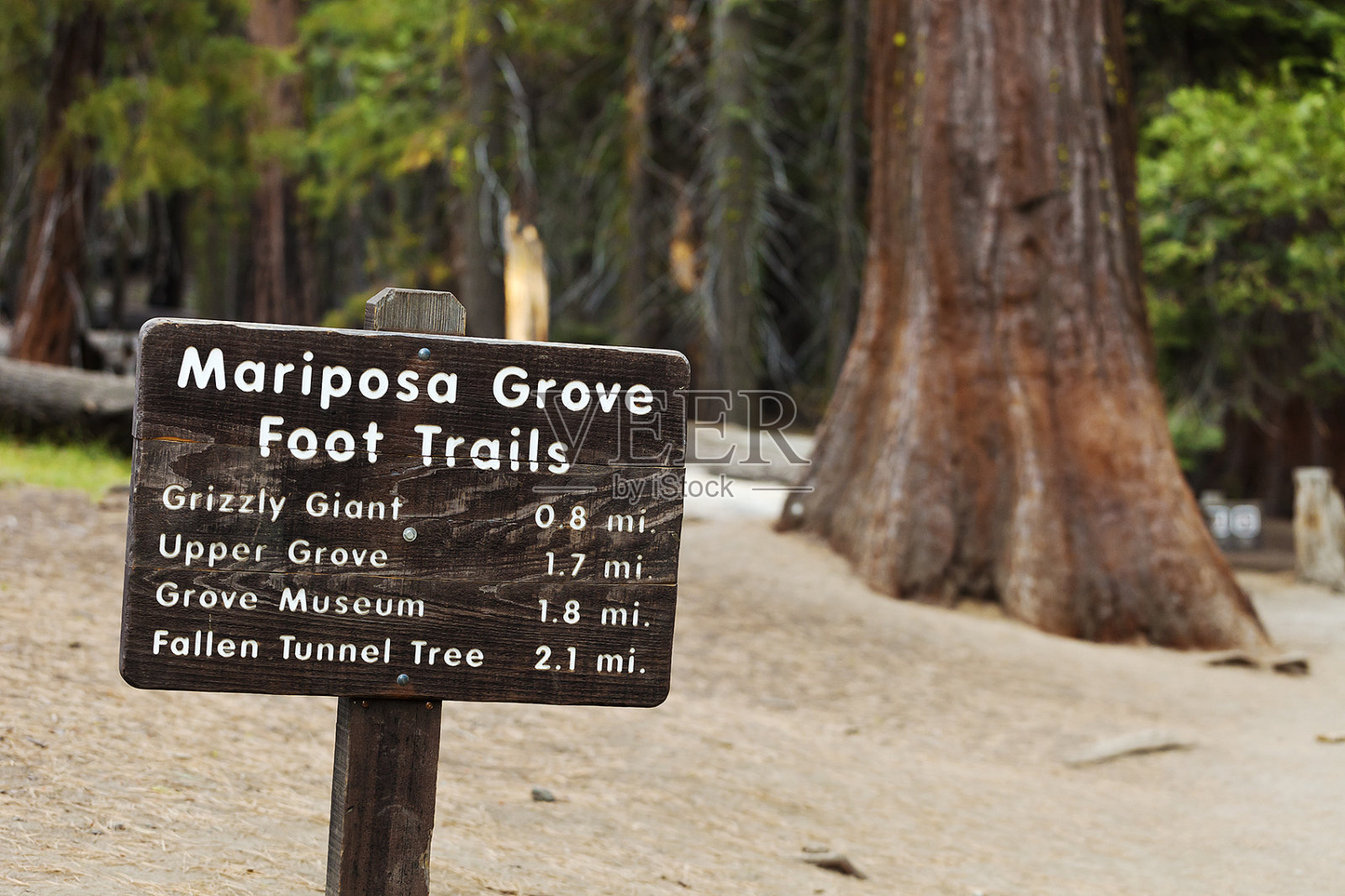 马里波萨红杉树林照片摄影图片