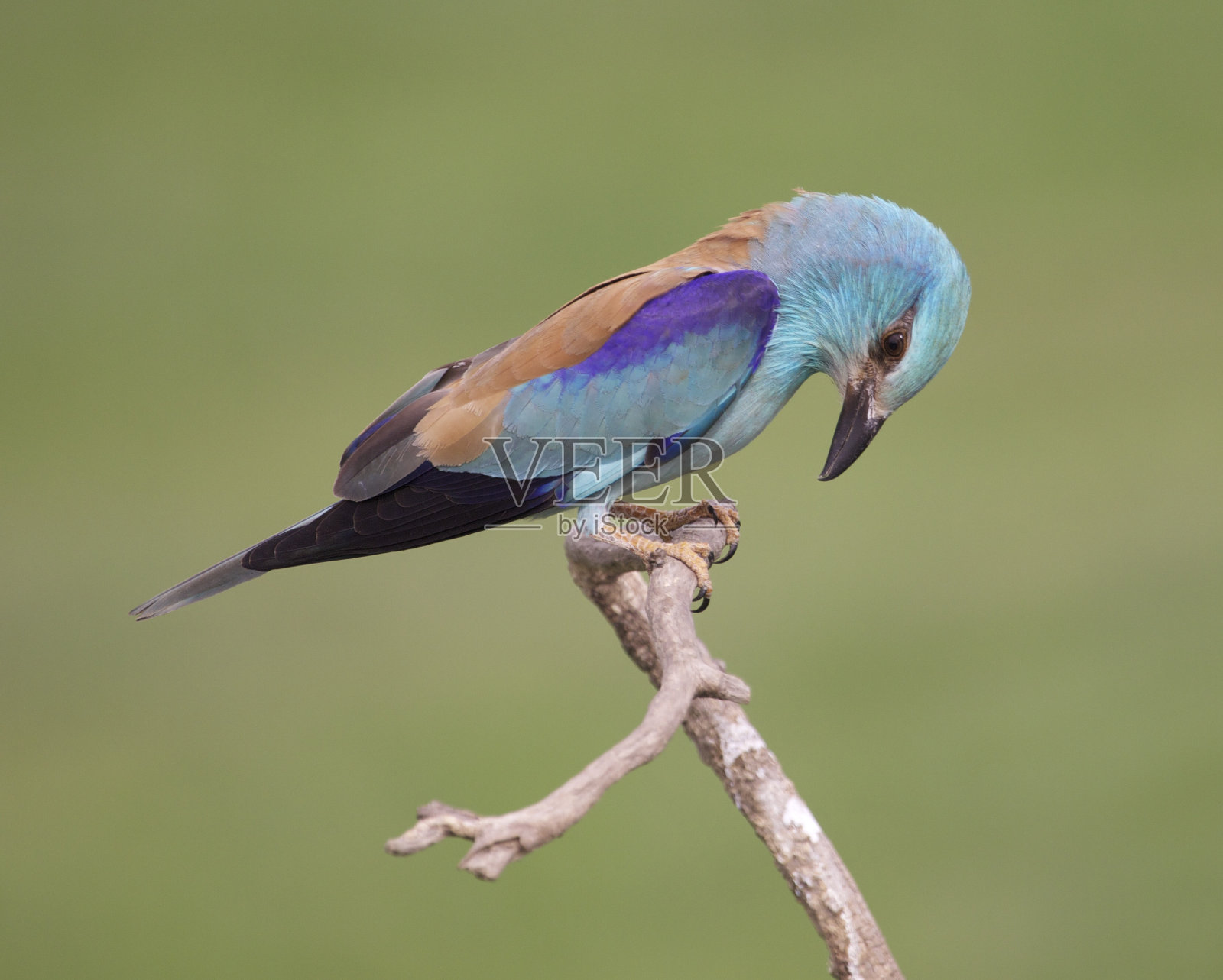 欧洲辊照片摄影图片
