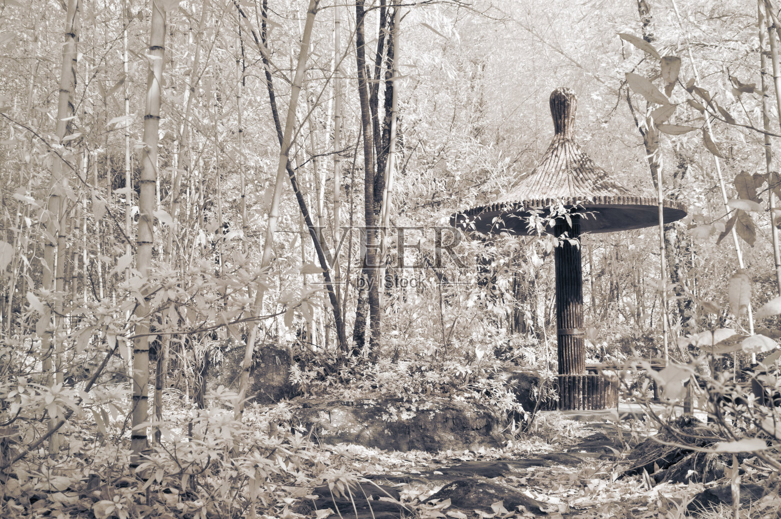 竹花园照片摄影图片