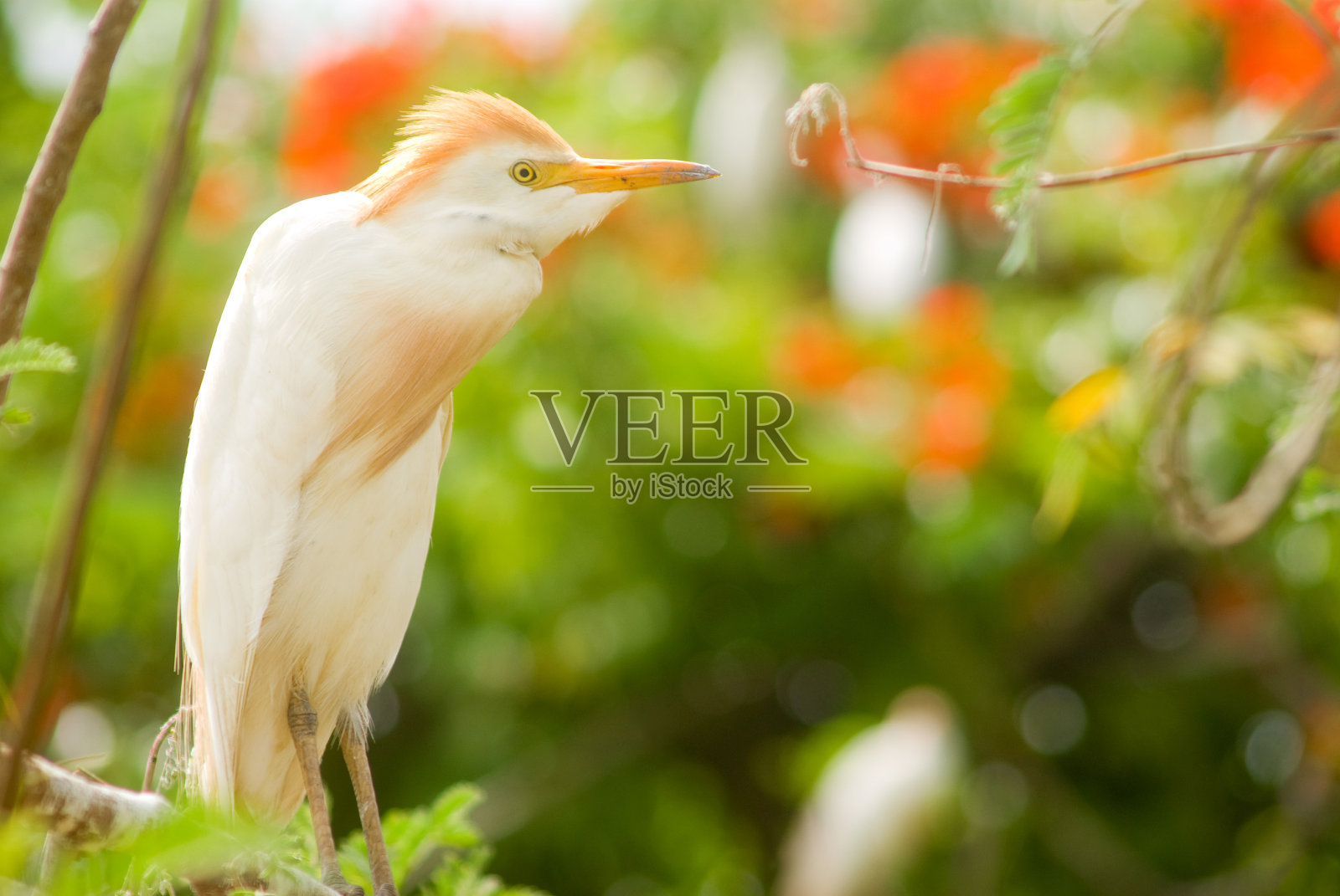 自然栖息的白鹭照片摄影图片
