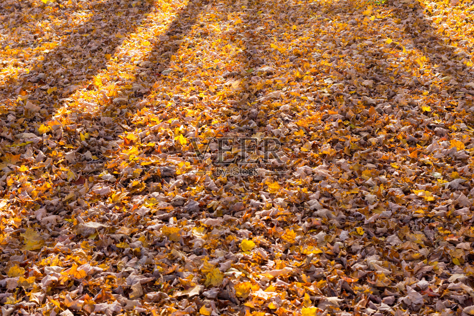 叶覆盖的草坪照片摄影图片