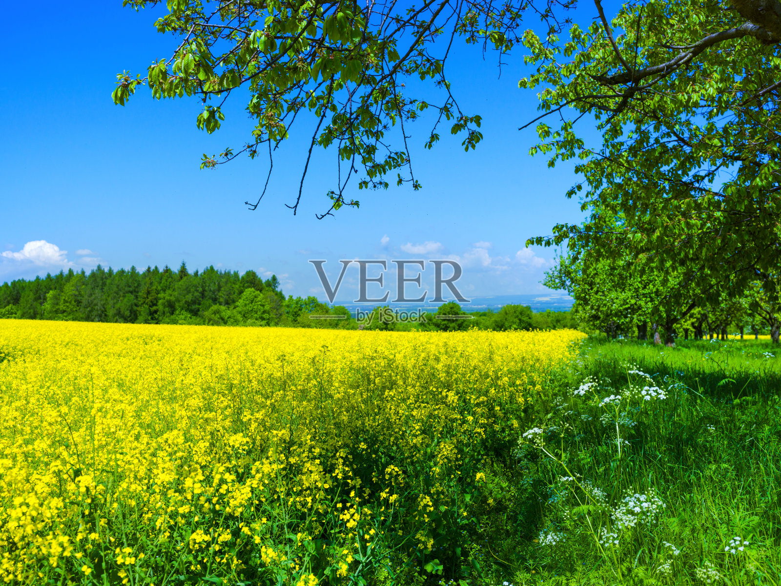 开花油菜领域照片摄影图片