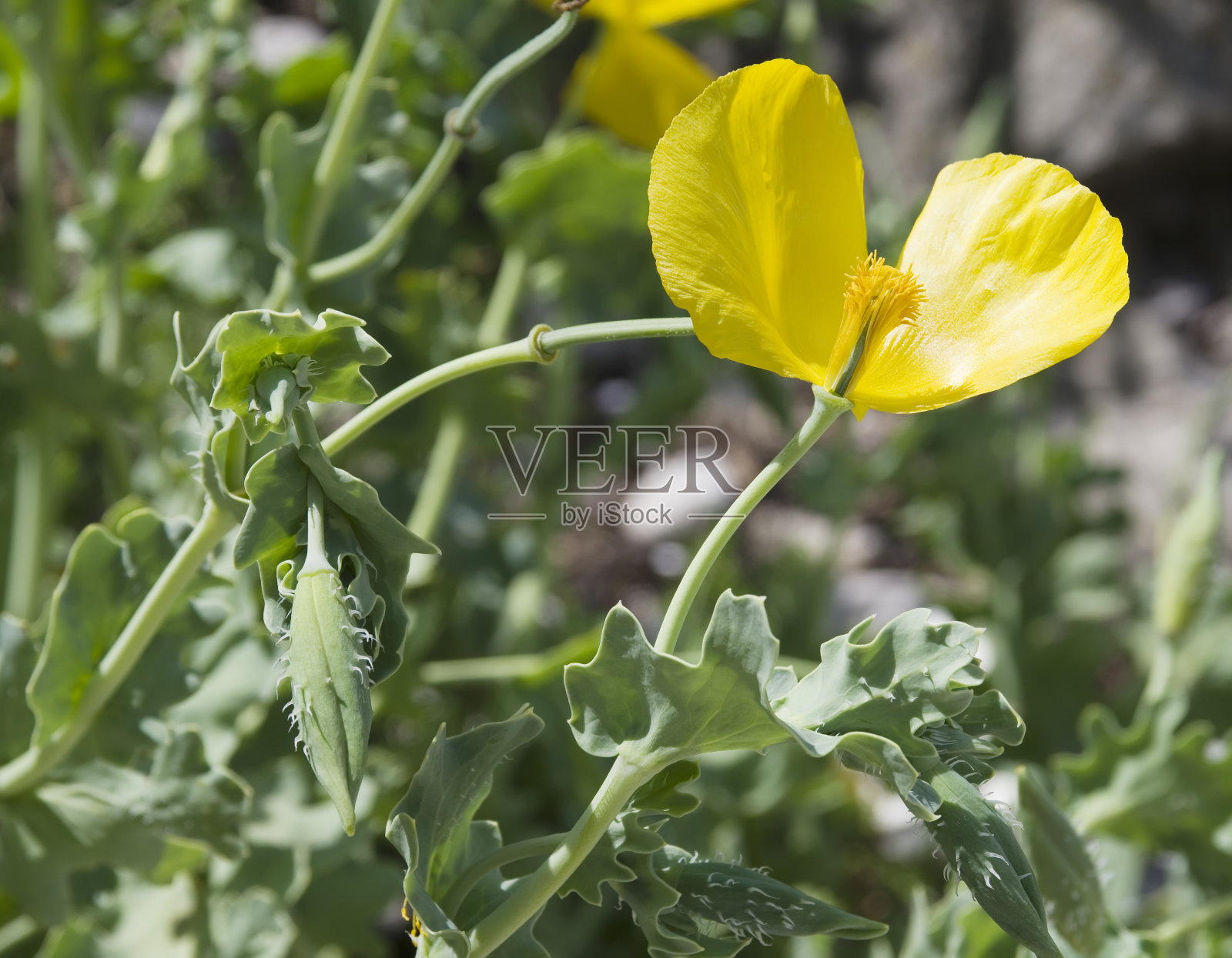 黄角罂粟(Glaucium flavum)照片摄影图片