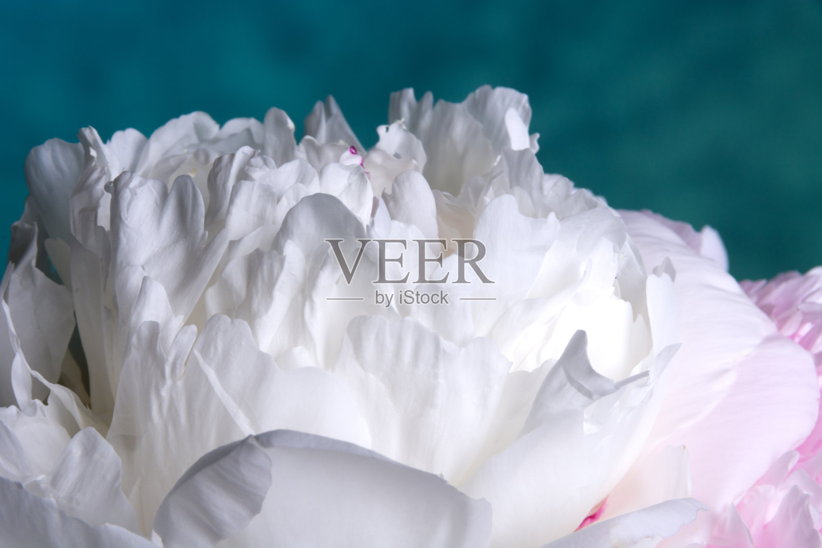 侧景牡丹顶，冉冉升起如日。照片摄影图片