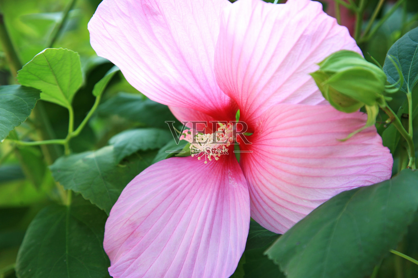 粉色的芙蓉花照片摄影图片