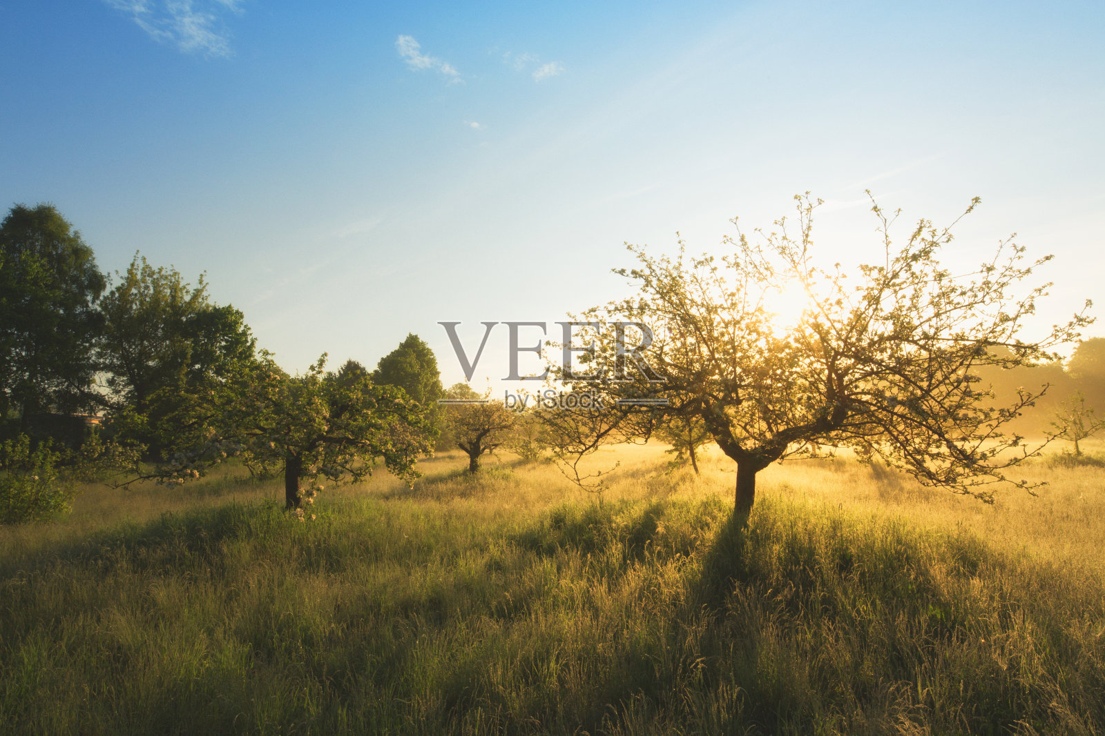 果园里雾蒙蒙的日出照片摄影图片