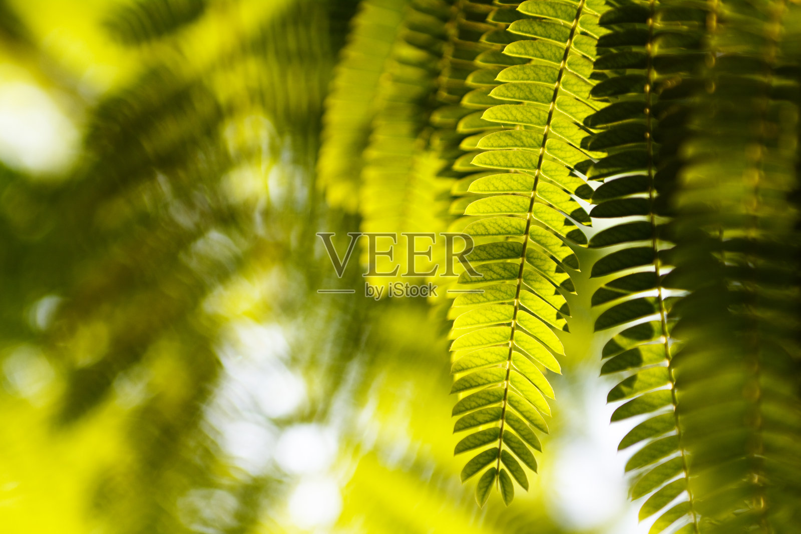 木棉树照片摄影图片