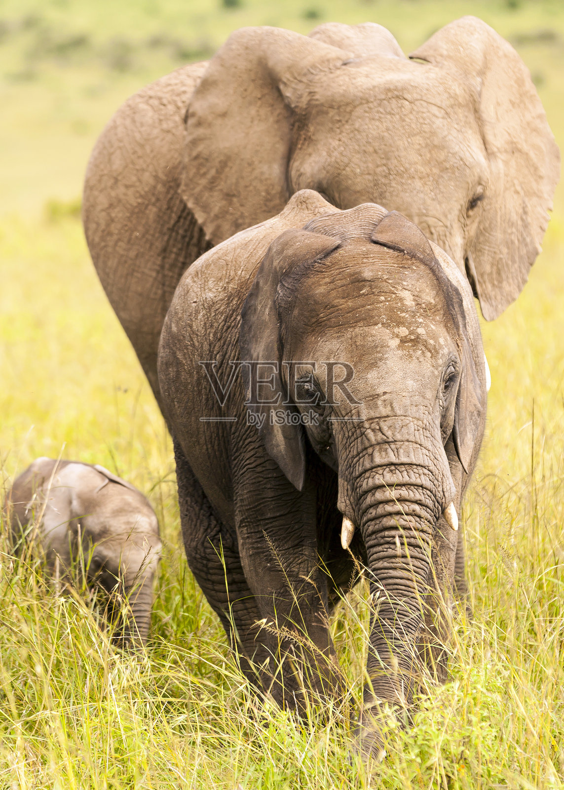 大象家族-妈妈是领袖/爸爸和宝宝照片摄影图片