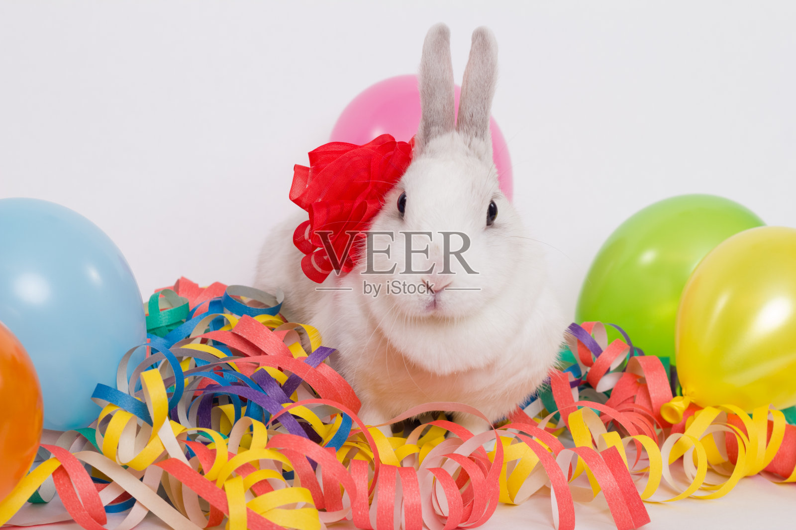 节日的兔子照片摄影图片