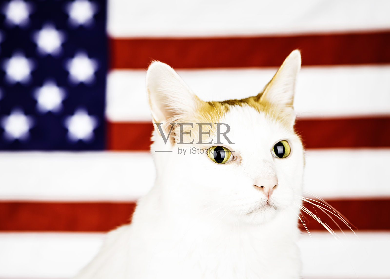 全美国Kitty猫照片摄影图片