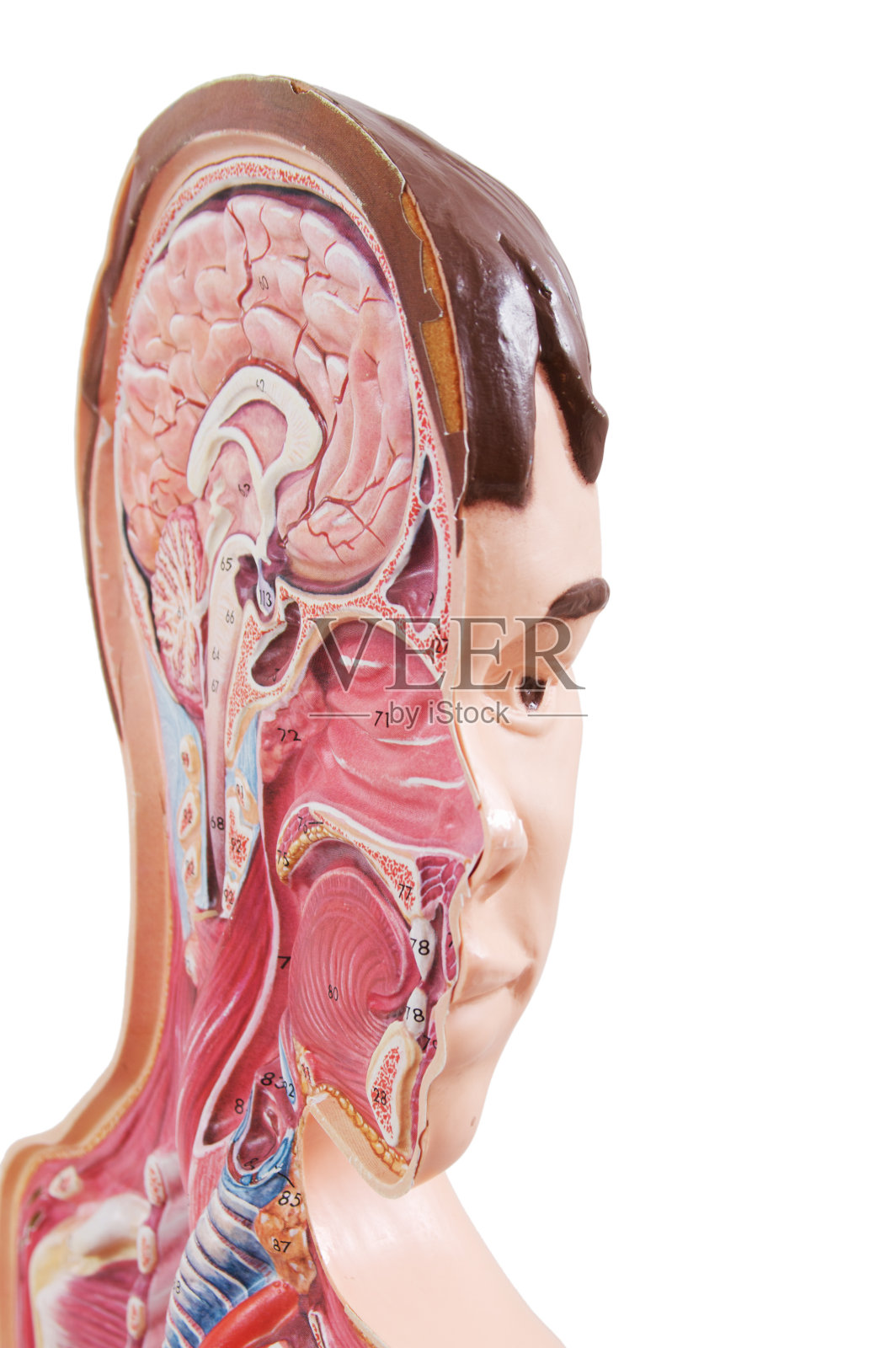 人类头部解剖视觉辅助照片摄影图片