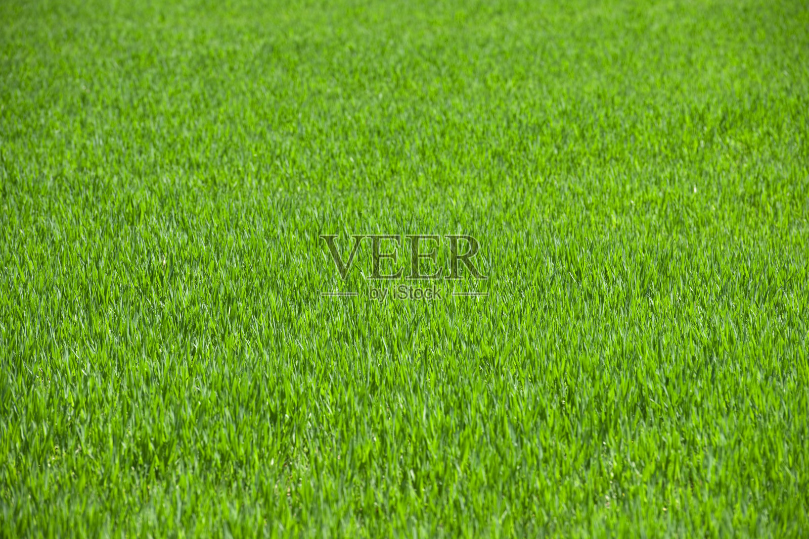 草照片摄影图片